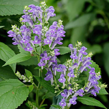 Skullcap Scutellaria Incana plant