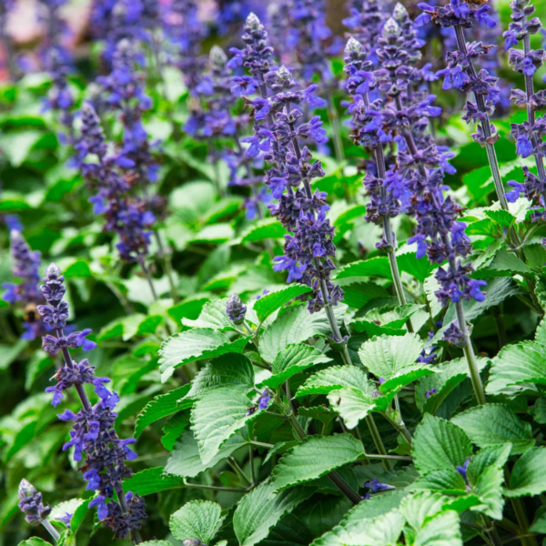 Blue Salvia plant