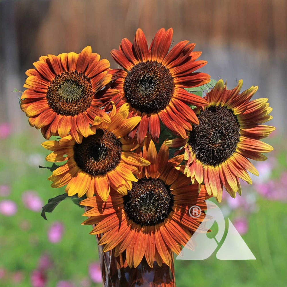 Evening Colors Sunflower plant