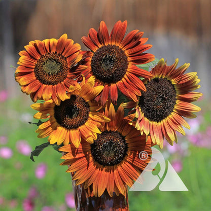 Evening Colors Sunflower plant
