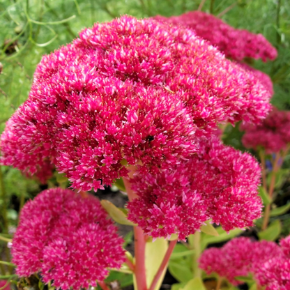 Emperor’s Wave Sedum plant