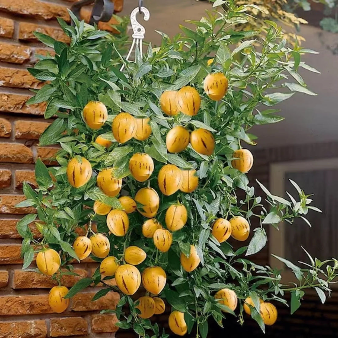 muricatum fruit seeds