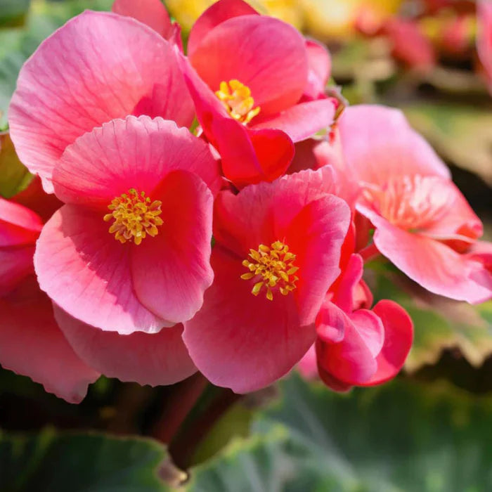 Begonia Super flower seeds