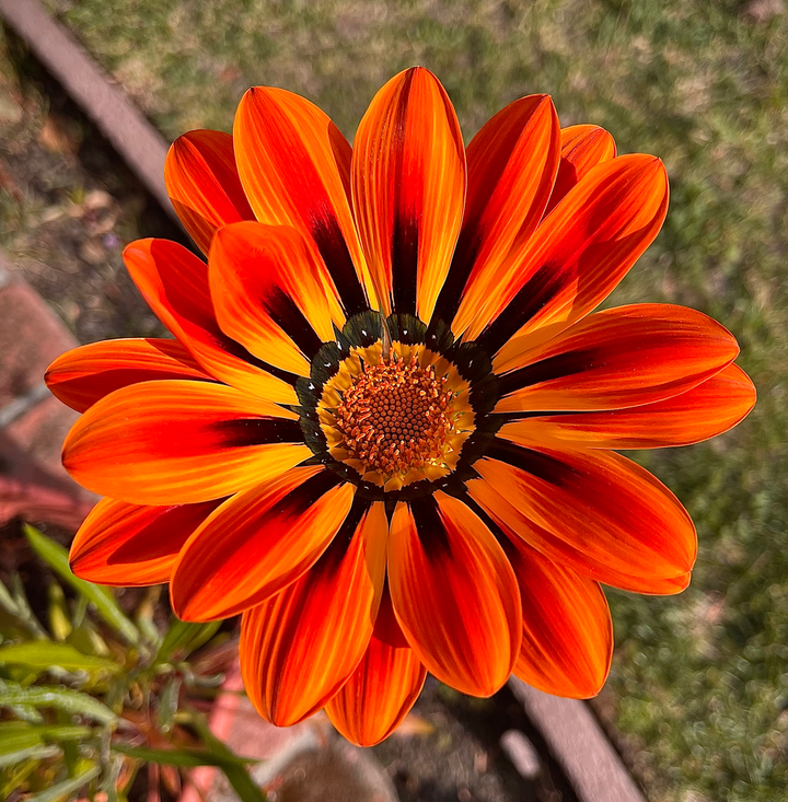 Gazania Red flower seeds