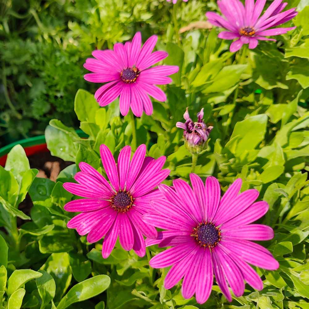 Purple Osteospermum plant