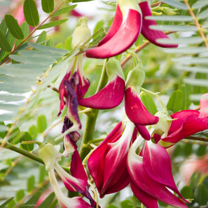 Grandiflora Sesbania plant