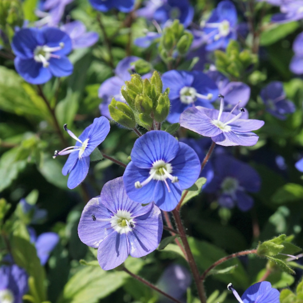 Speedwell Veronica Repens plant