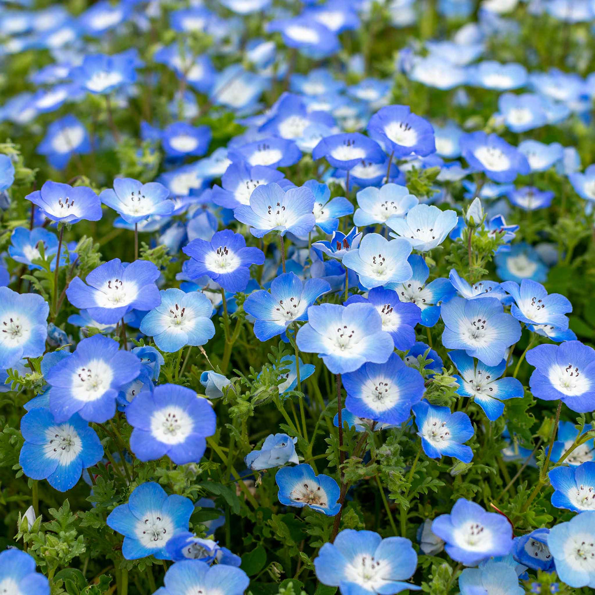 Blue Eyes Nemophila plant