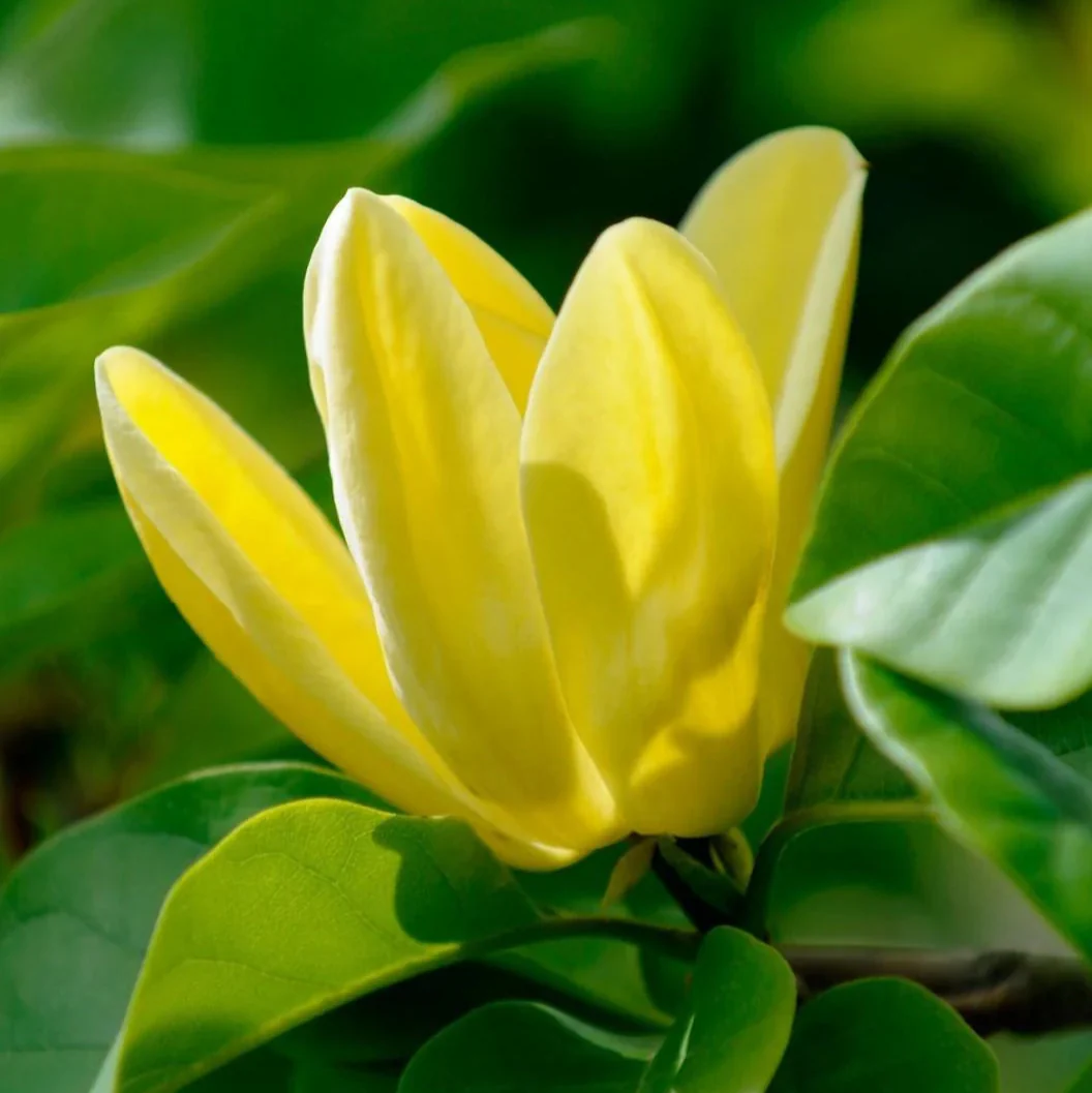 Butterfly Magnolia plant