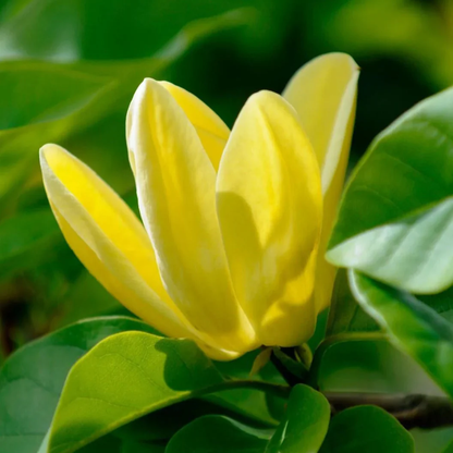Butterfly Magnolia plant