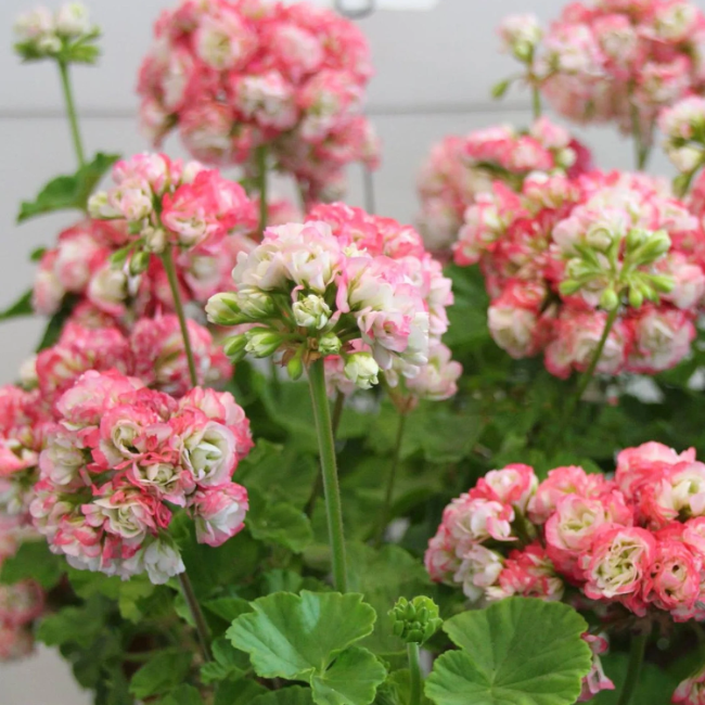 Apple Geranium plant