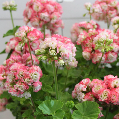 Apple Geranium plant