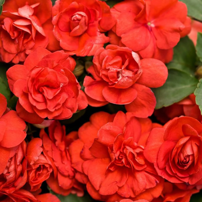 Double Impatiens plant