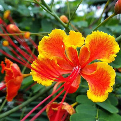 Dwarf Poinciana Peacock plant
