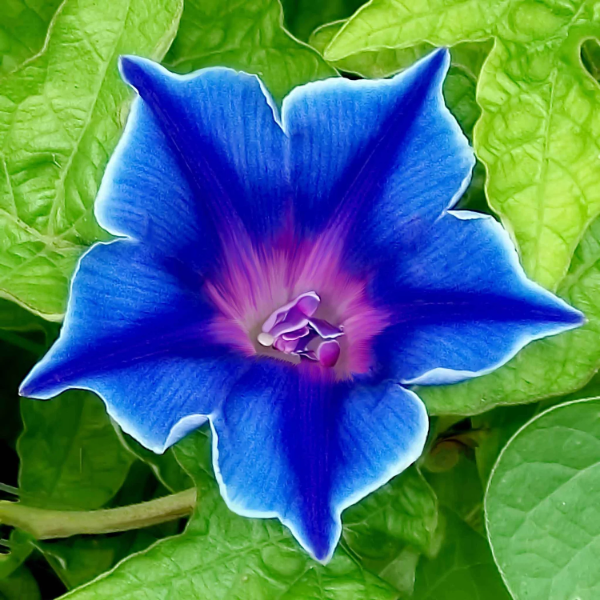 Picotee Morning Glory plant