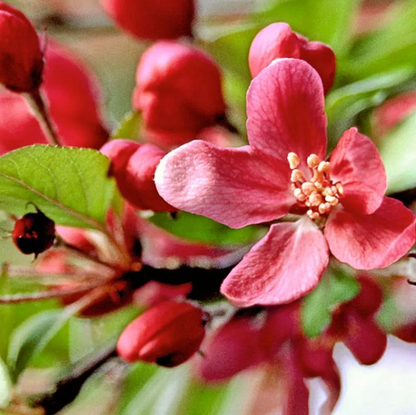 Floribunda Crabapple plant