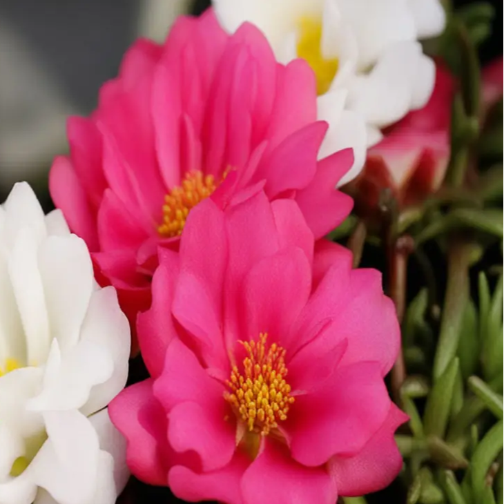 Annual Moss Rose plant