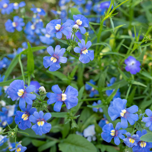 Blue Gem Nemesia plant