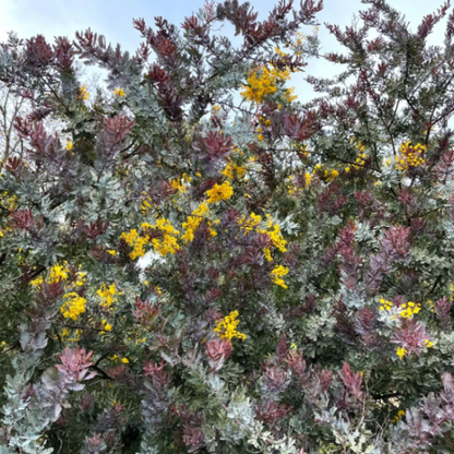 Baileyana Wattle plant