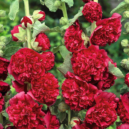 Double Red Hollyhock plant