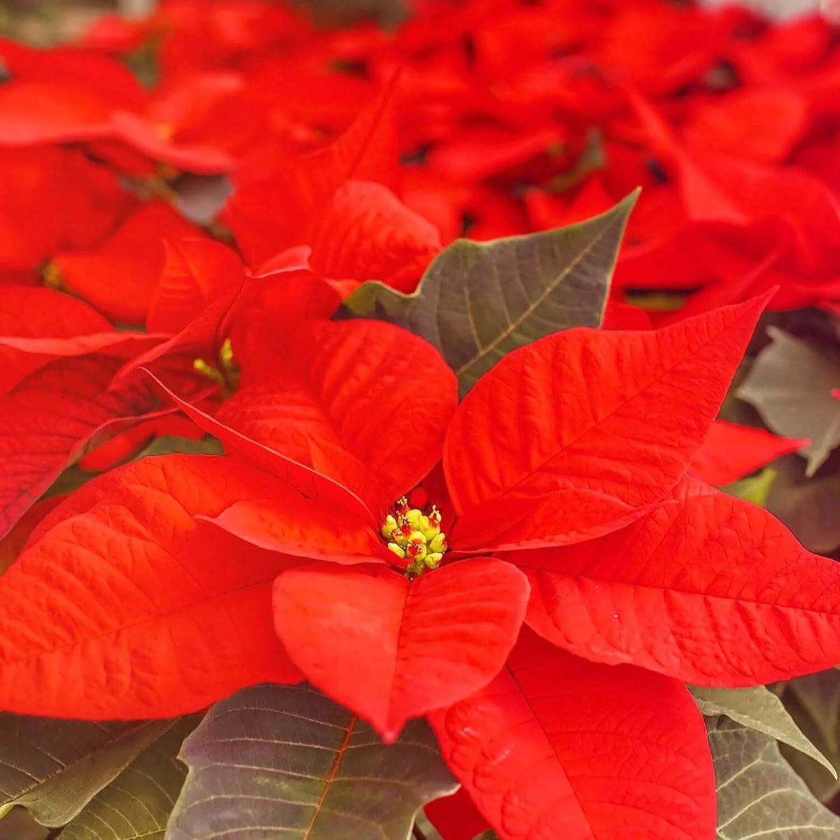 Christmas Star Poinsettia plant
