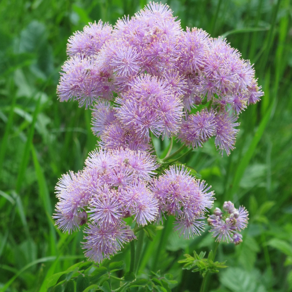 Aquilegifolium Meadow Rue plant