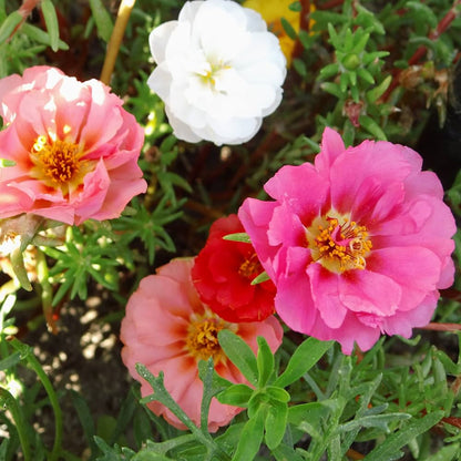 Grandiflora Portulaca plant