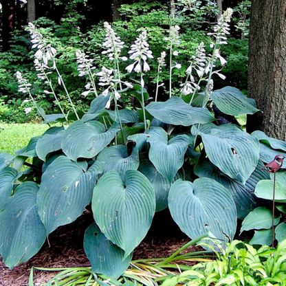 Angel Plantain Lily plant