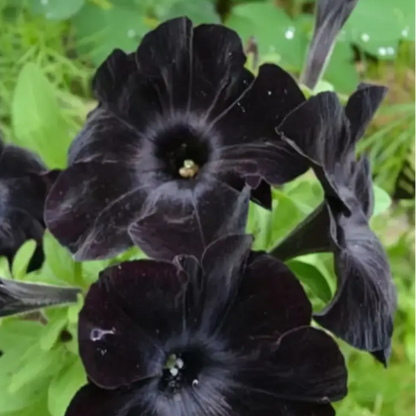 Petunia plant