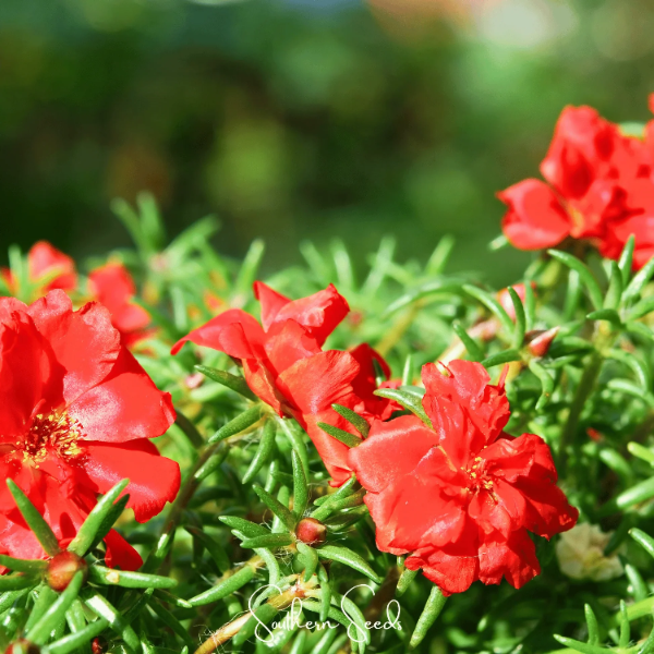 Red Portulaca Grandiflora plant