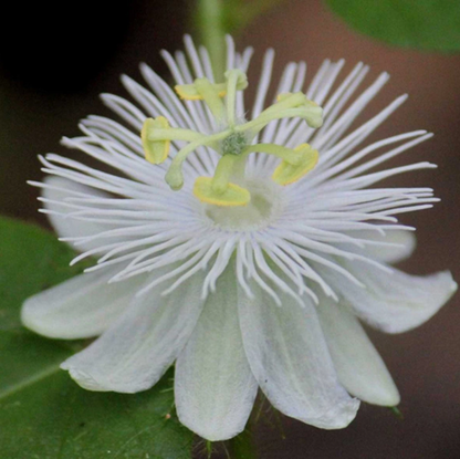 Alba Passiflora Foetida plant