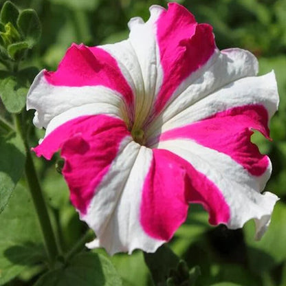 Petunia Pink & White Flower Seeds for Planting – Colorful Garden Blooms