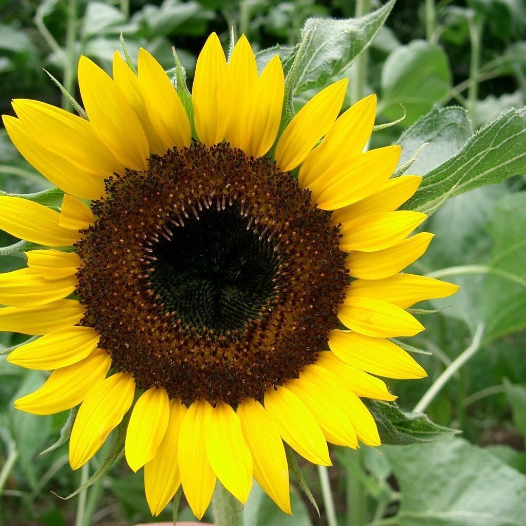 Black Oil Sunflower plant