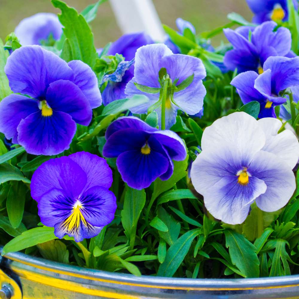 Blue Pansy plant