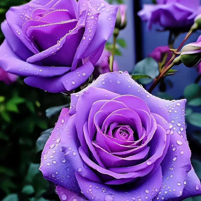 Purple Rose plant