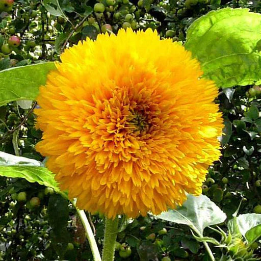 Yellow Perennial flower seeds