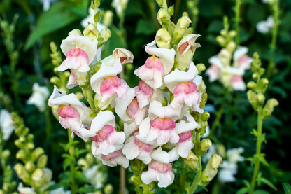 Appleblossom Snapdragon plant