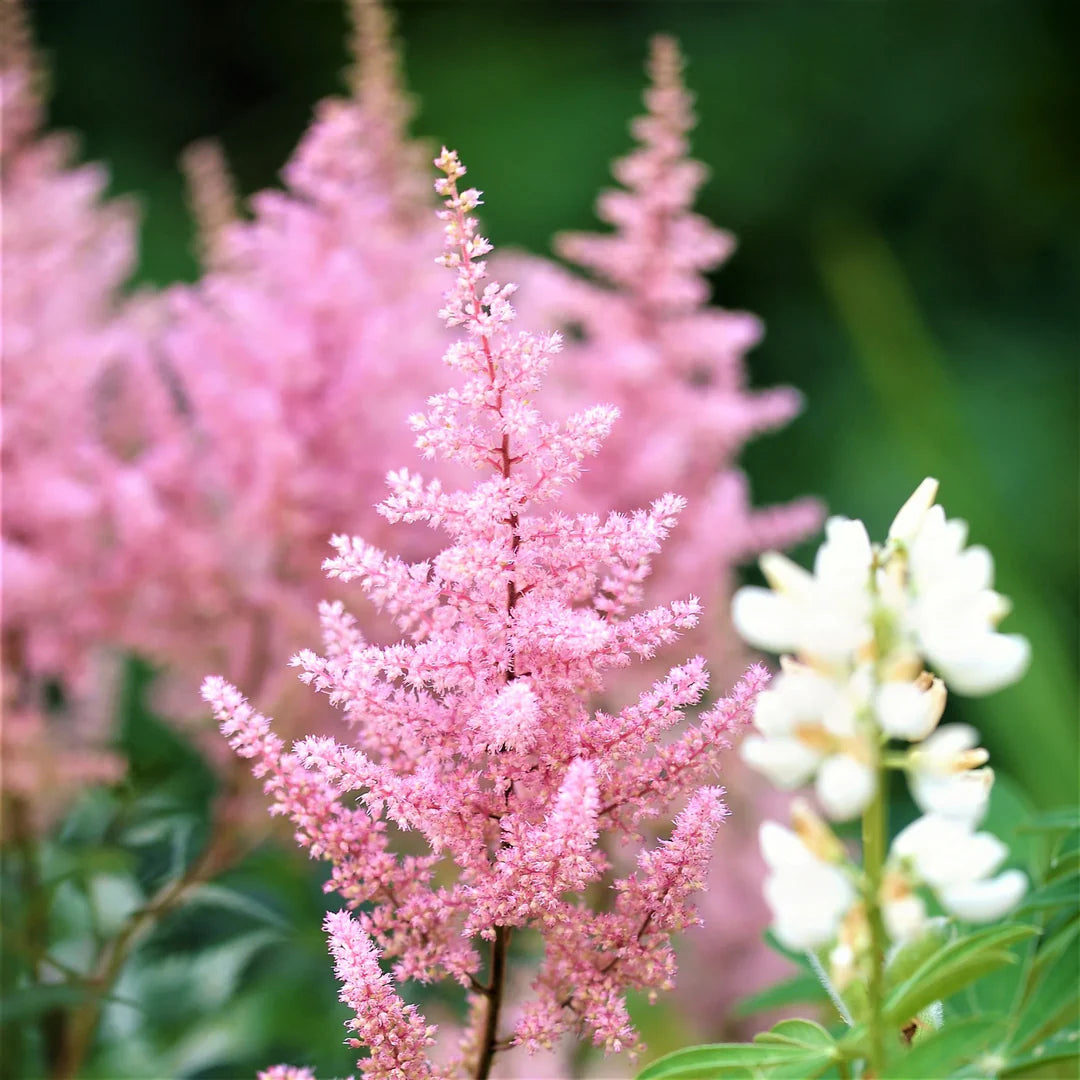 Baby Pink flower seeds