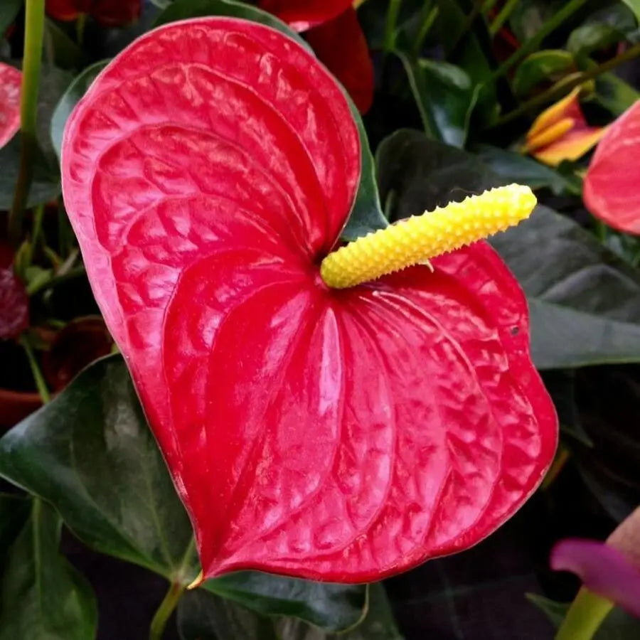 Anthurium Andraeanum flower seeds