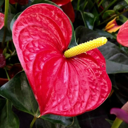 Anthurium Andraeanum flower seeds