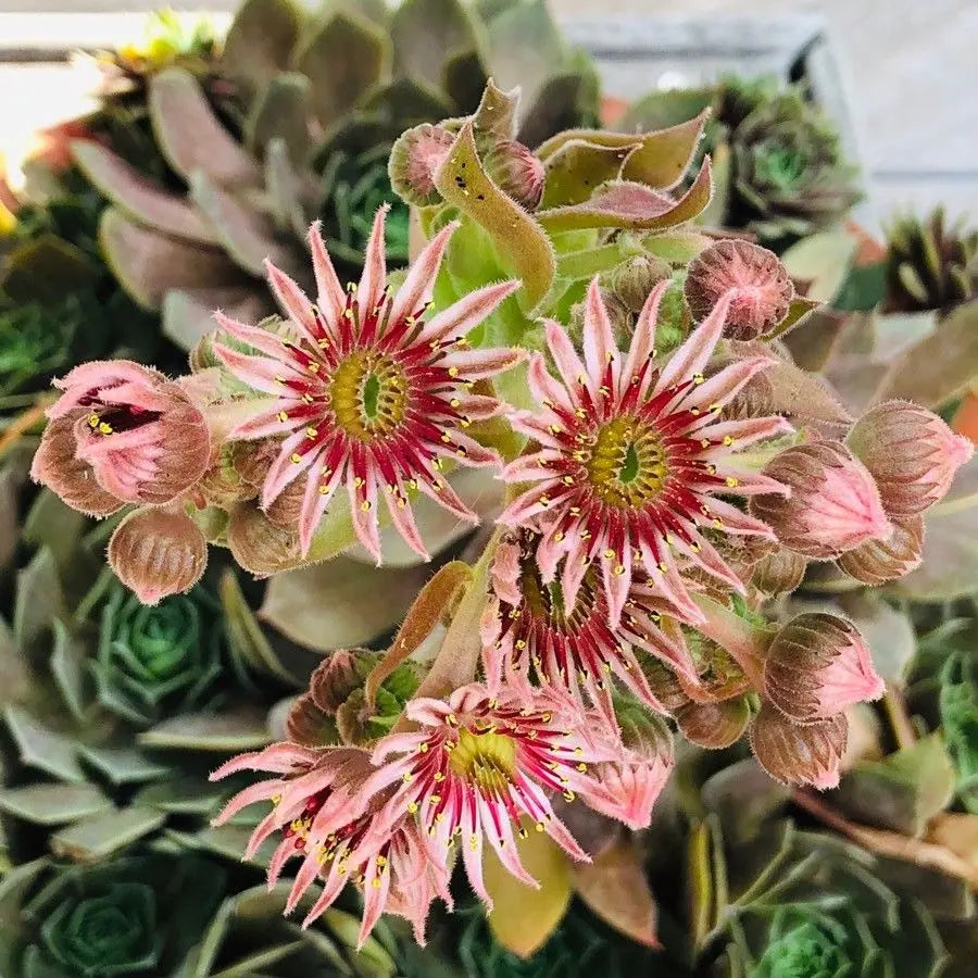 Sempervivum flower seeds