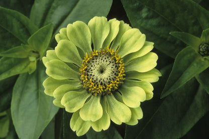 Green Zinnia Elegans Flower Seeds for Planting – Heirloom Non-GMO Garden Seeds