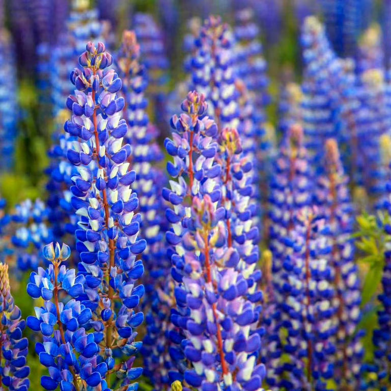 Russell Lupine flower seeds