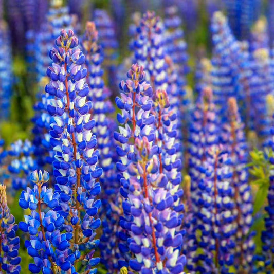 Russell Lupine flower seeds