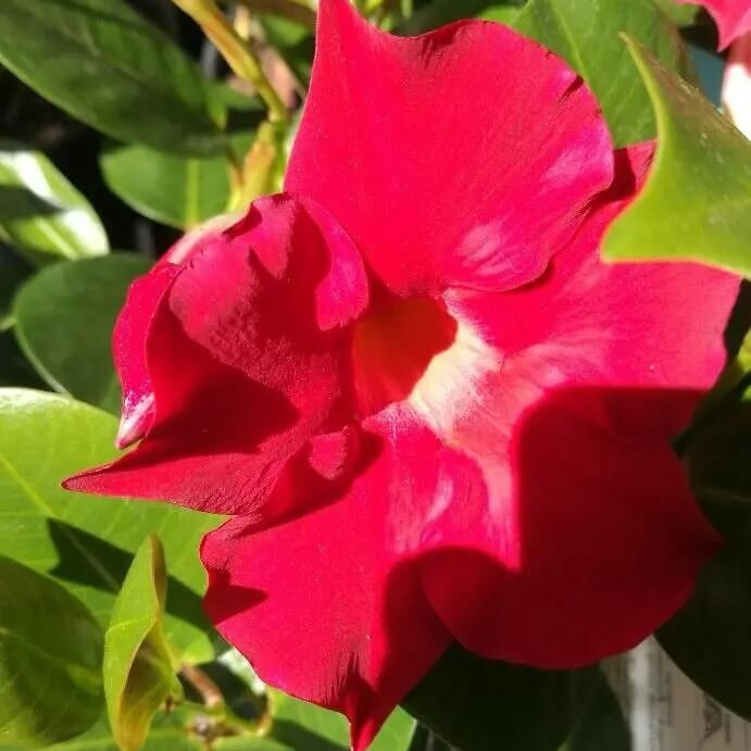 Brazilian Jasmine Mandevilla plant