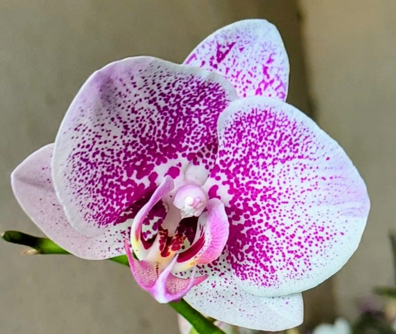 Phalaenopsis Orchid Seeds for Planting – Heirloom Moth Orchid Seeds