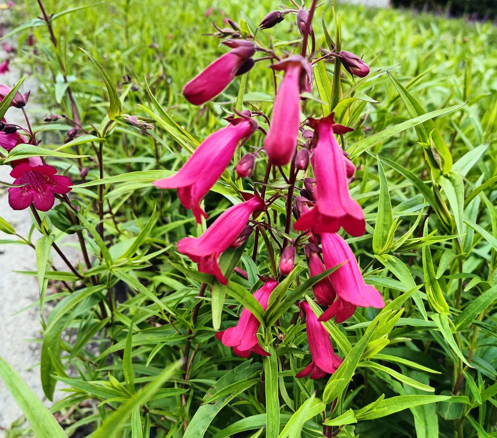 Garnet Stem flower seeds