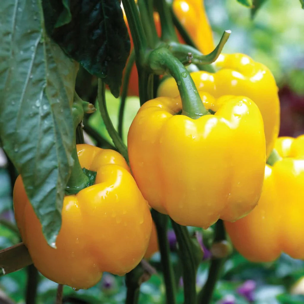 Yellow Pepper Seeds