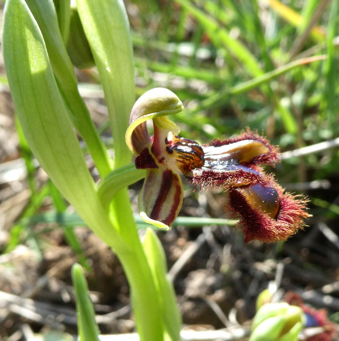 Ophrys Speculum flower seeds