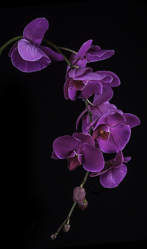 Purple Butterfly Orchid Flower Seeds for Planting – Heirloom Non-GMO Garden Seeds